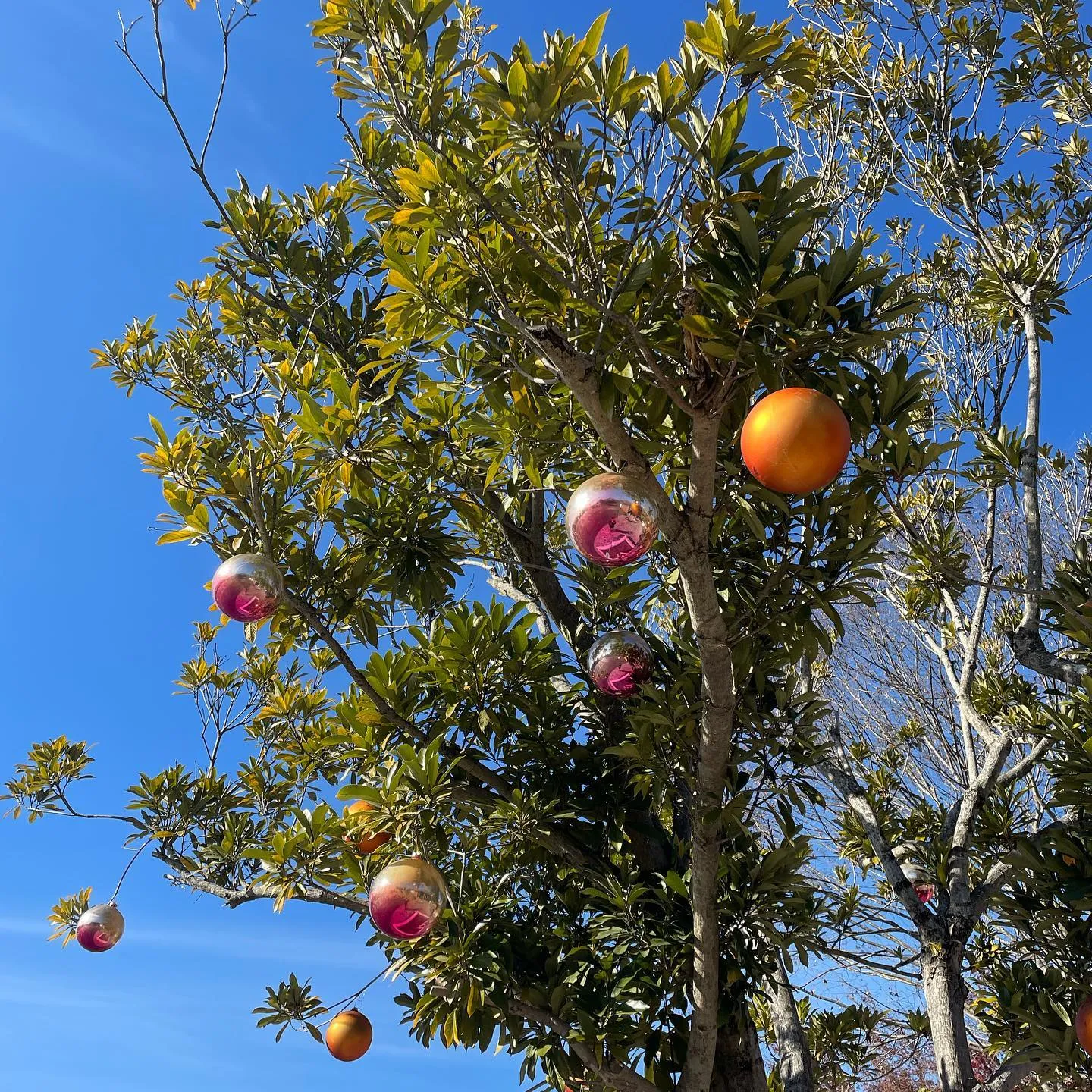 クリスマスの銀の森❅