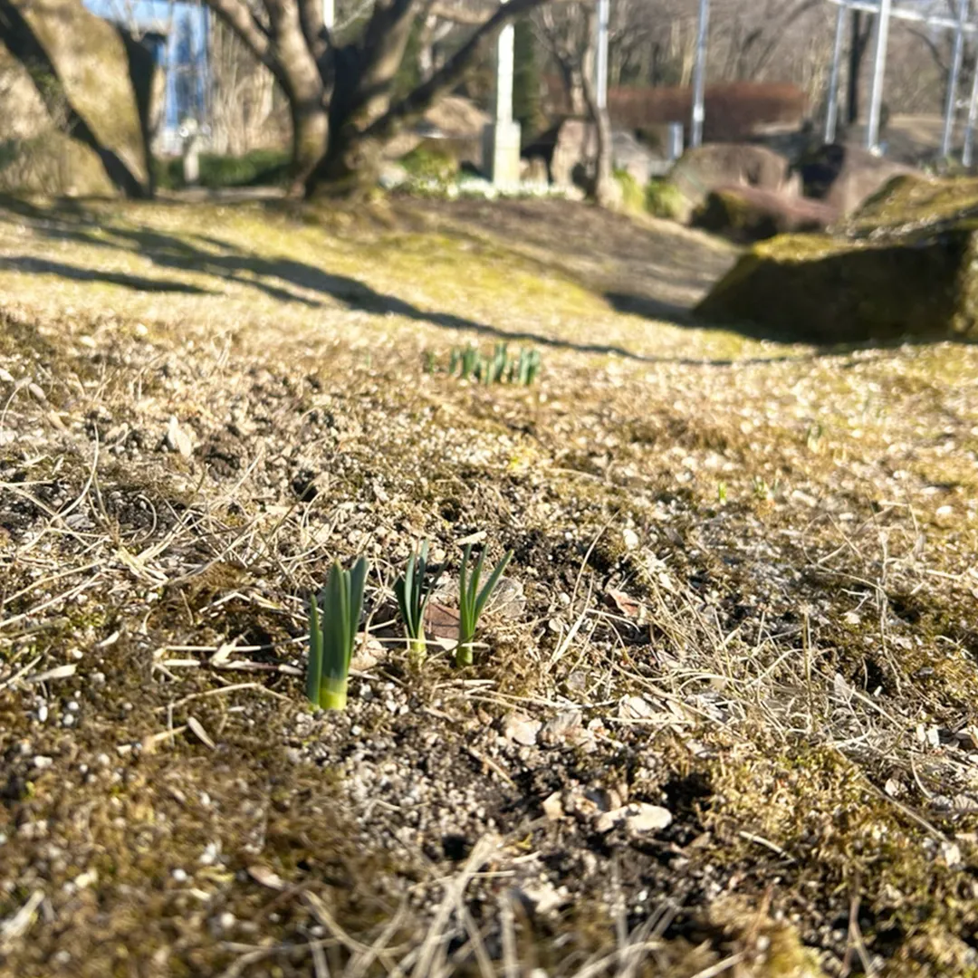 銀の森の小さな春