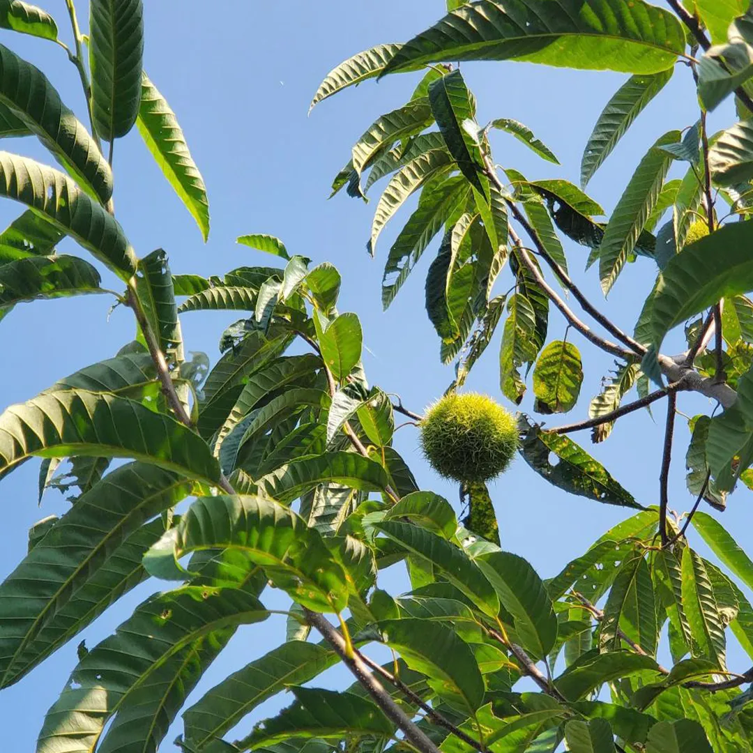 🌰栗の季節🌰