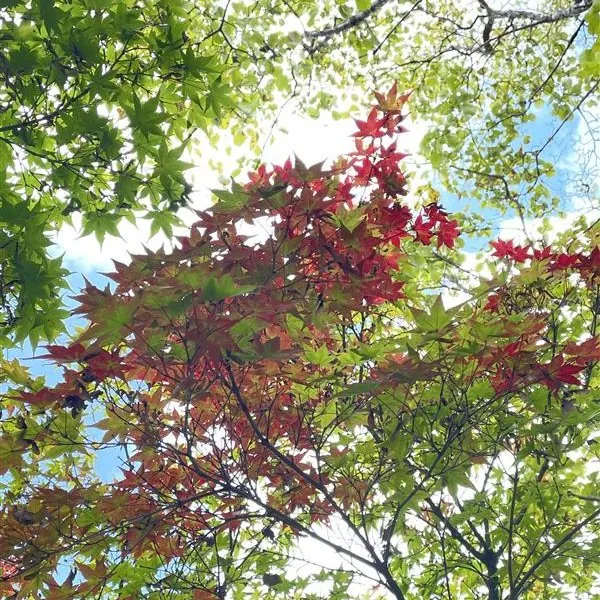 立冬が過ぎましたが、日中は暖かい恵那銀の森です🌳