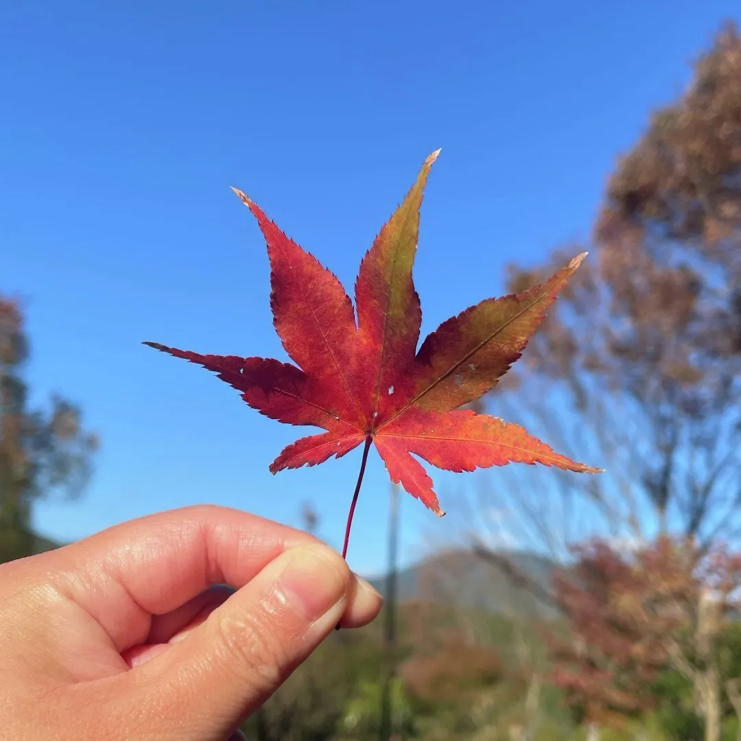 【週末のおでかけに】