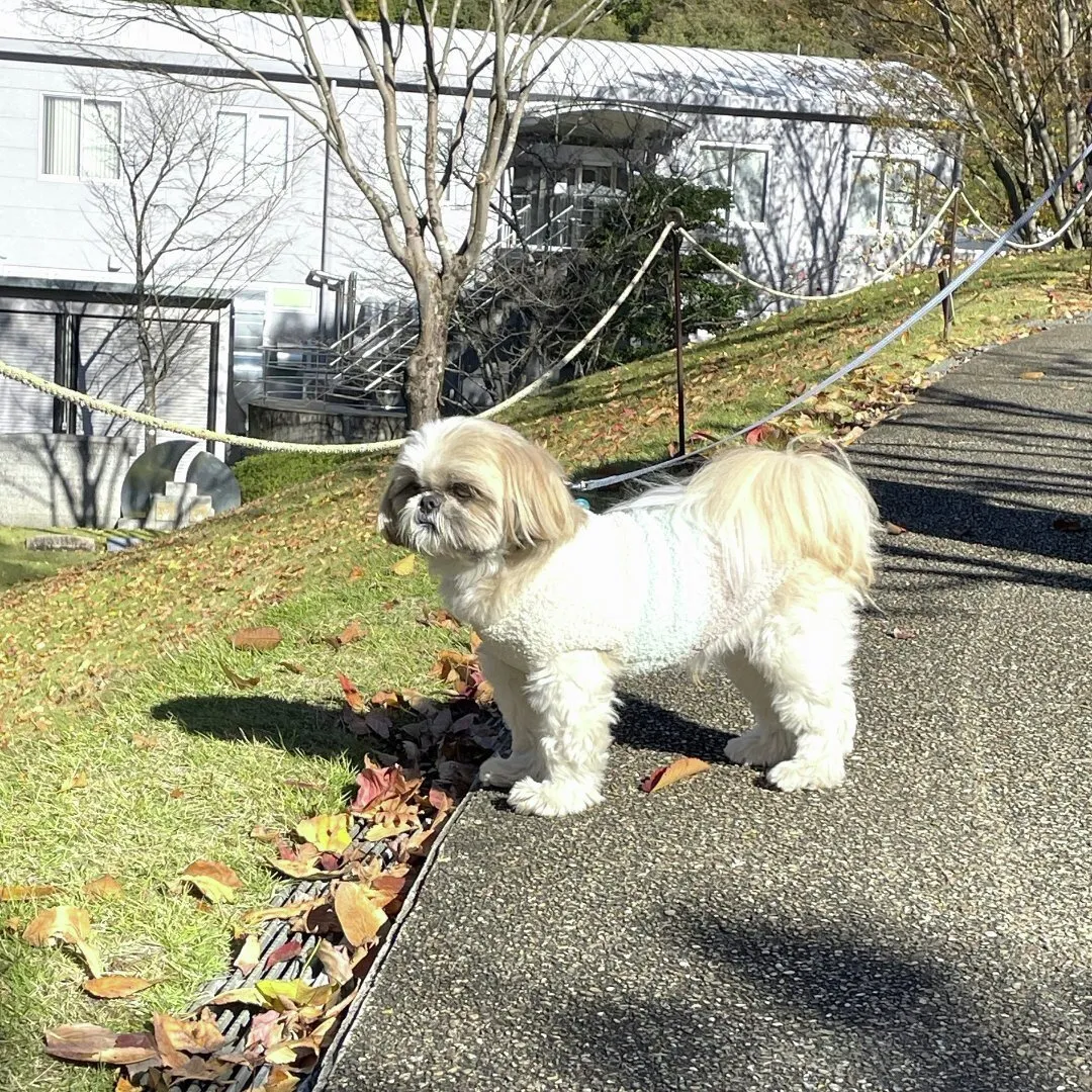 【可愛いご家族も一緒に楽しめる恵那銀の森🐶】