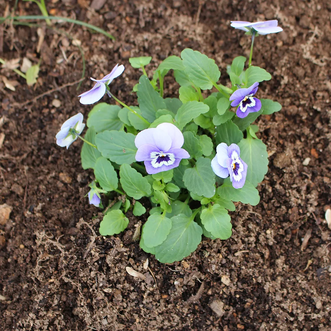 【冬の銀の森】