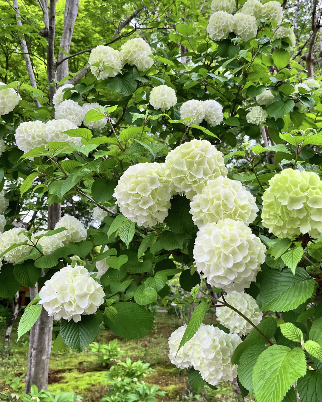 みどりとおいしいがいっぱい！の4日間🌳