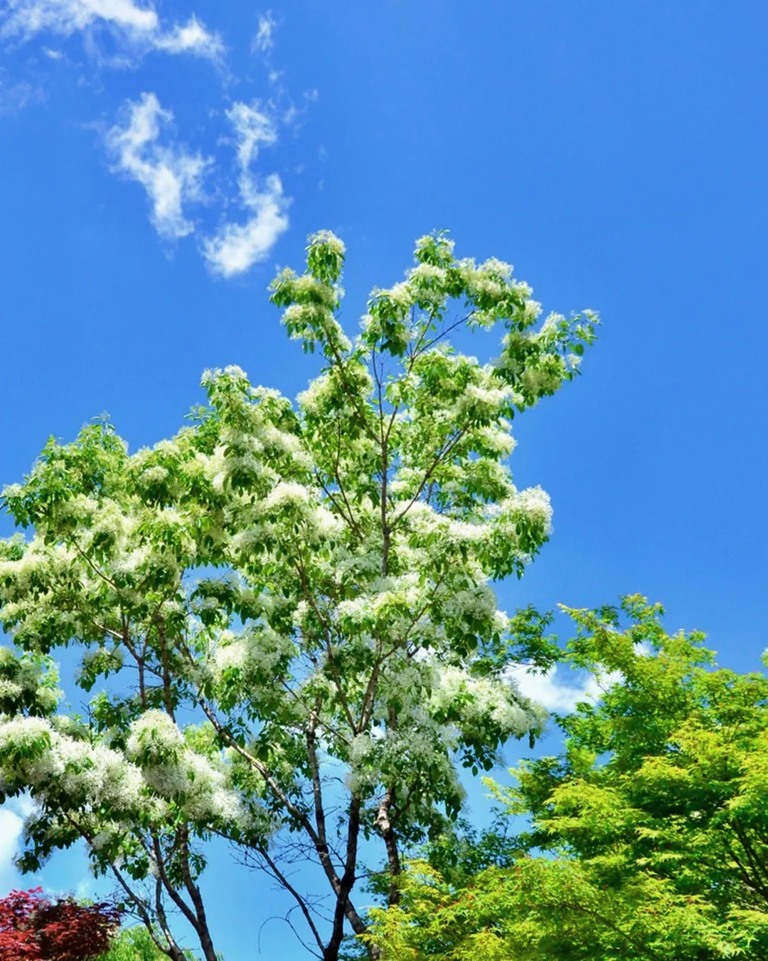 🌳今日の銀の森🌳