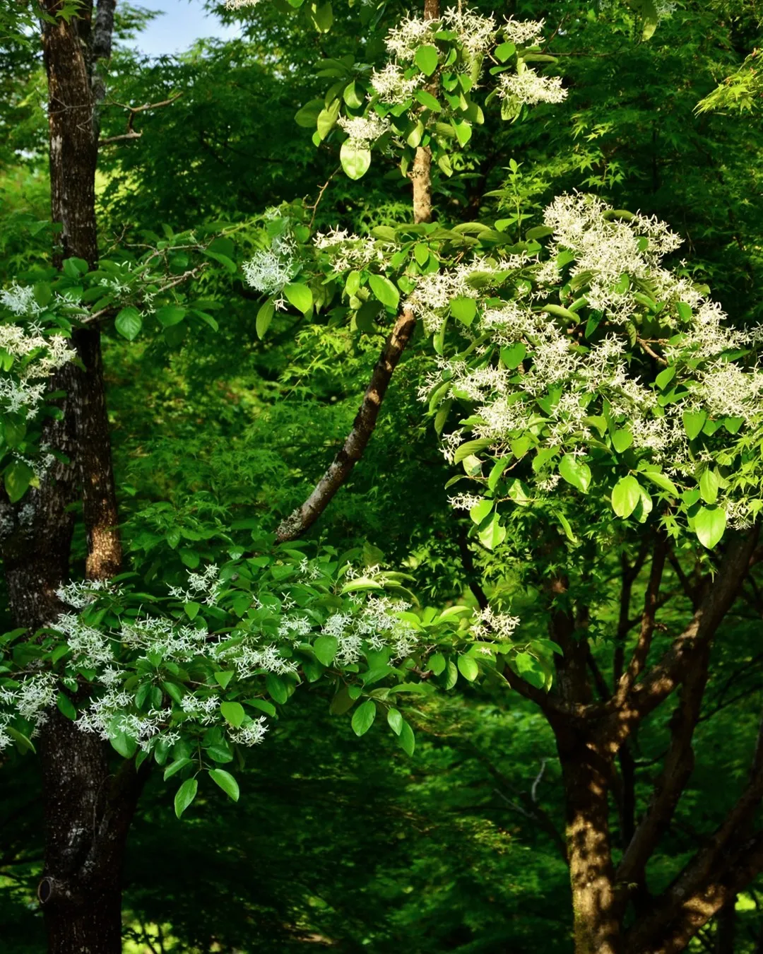 🌳今日の銀の森🌳