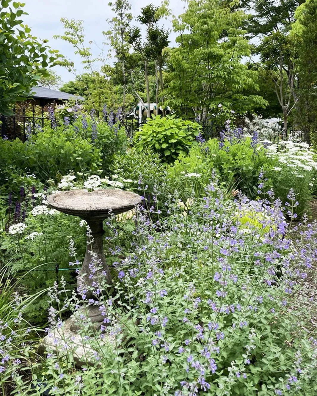 🌳初夏の銀の森🌳