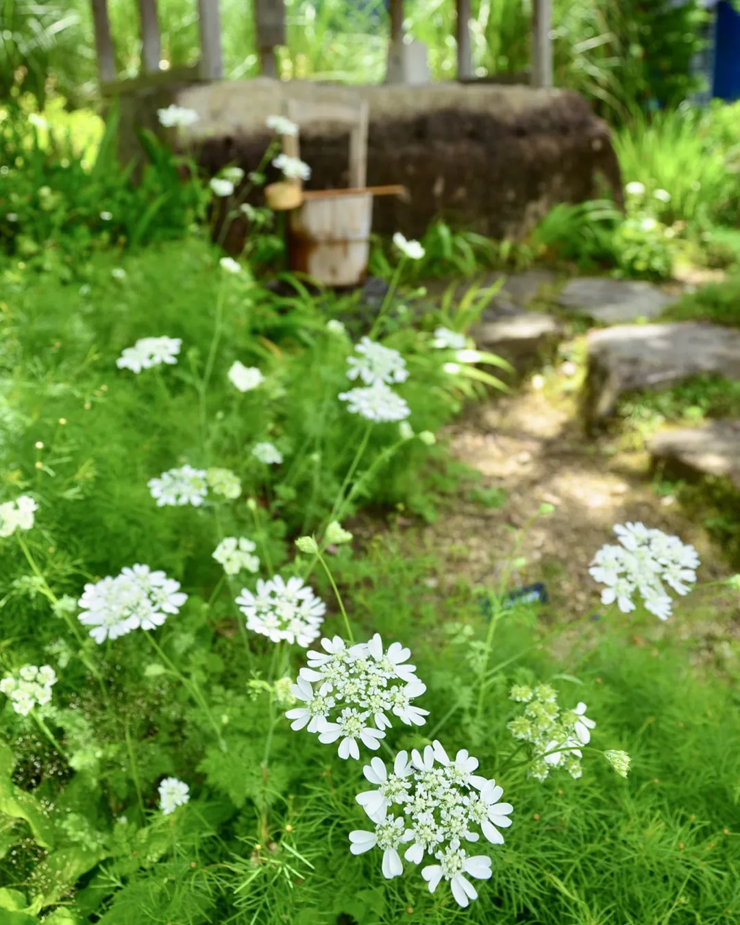 万緑の銀の森