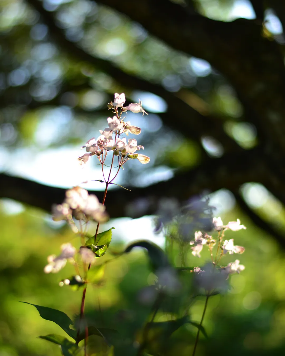 園内の草花