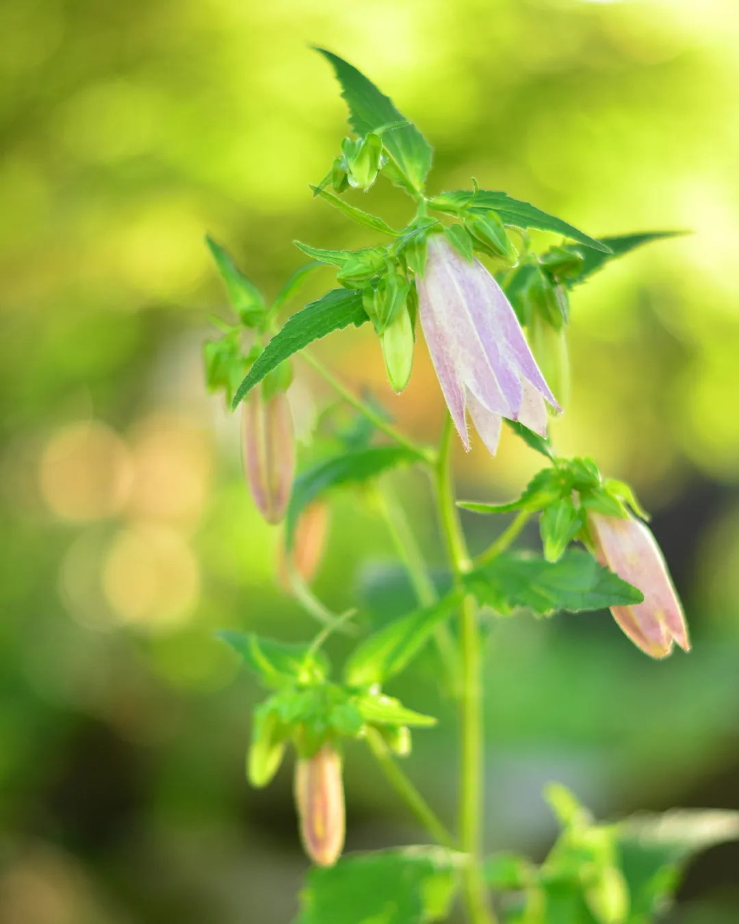 園内の草花