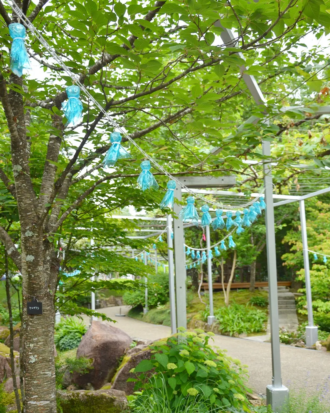 園内を彩るてるてる坊主☔