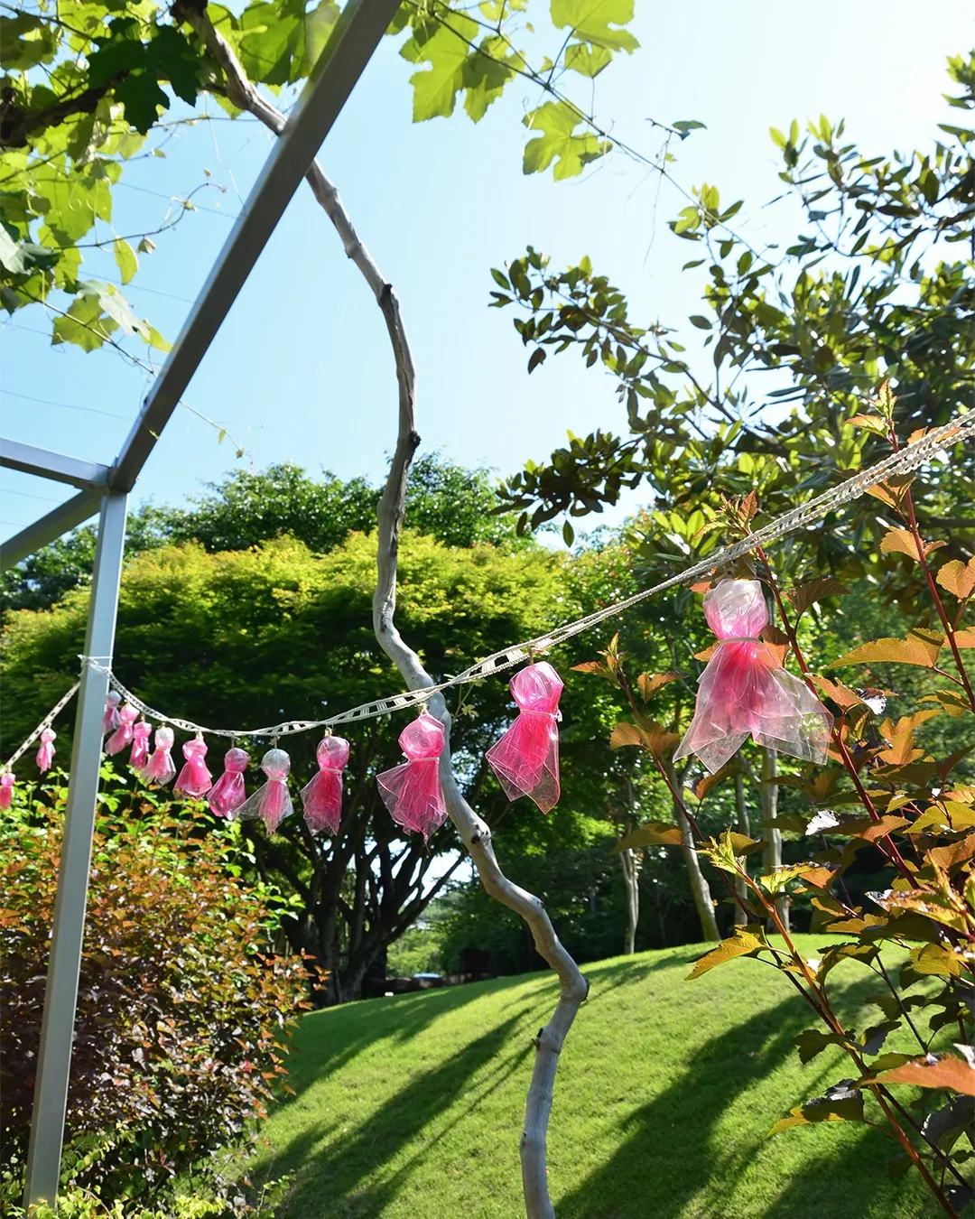 園内を彩るてるてる坊主☔