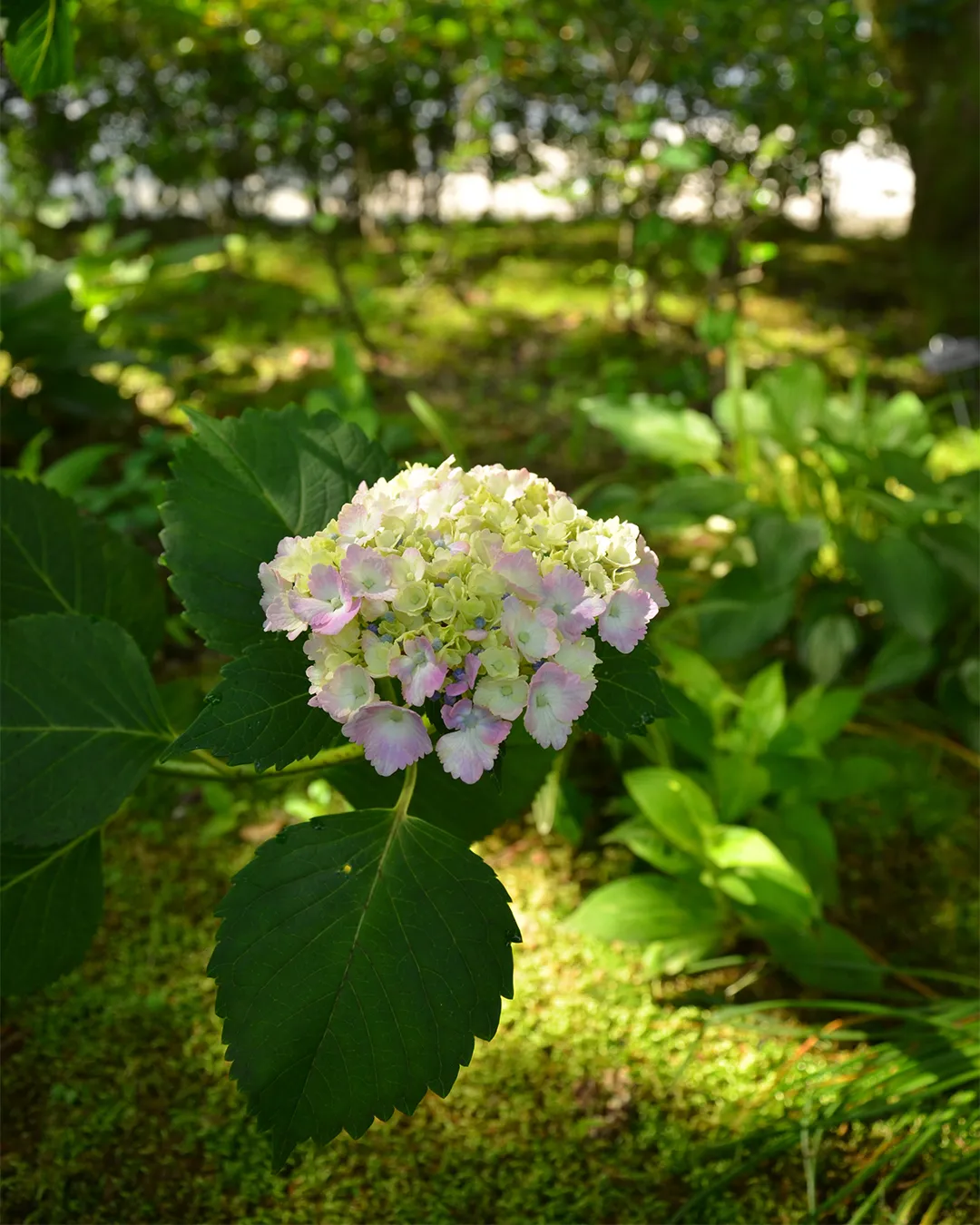 梅雨時を彩る園内の花々❁