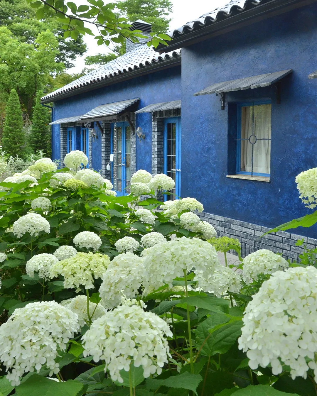 梅雨時を彩る園内の花々❁