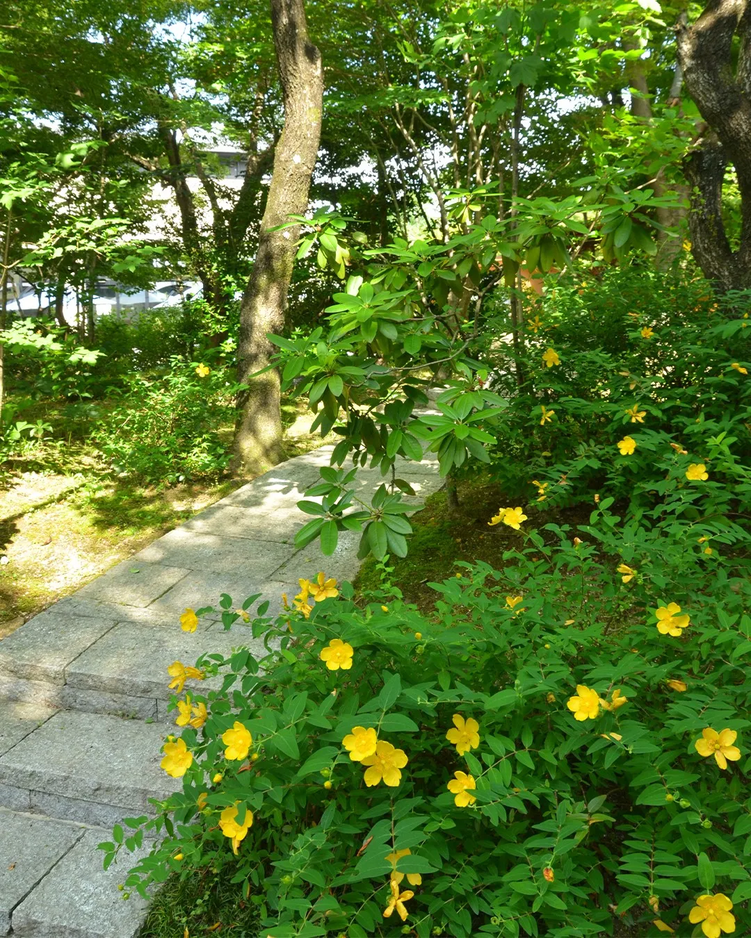 梅雨時を彩る園内の花々❁