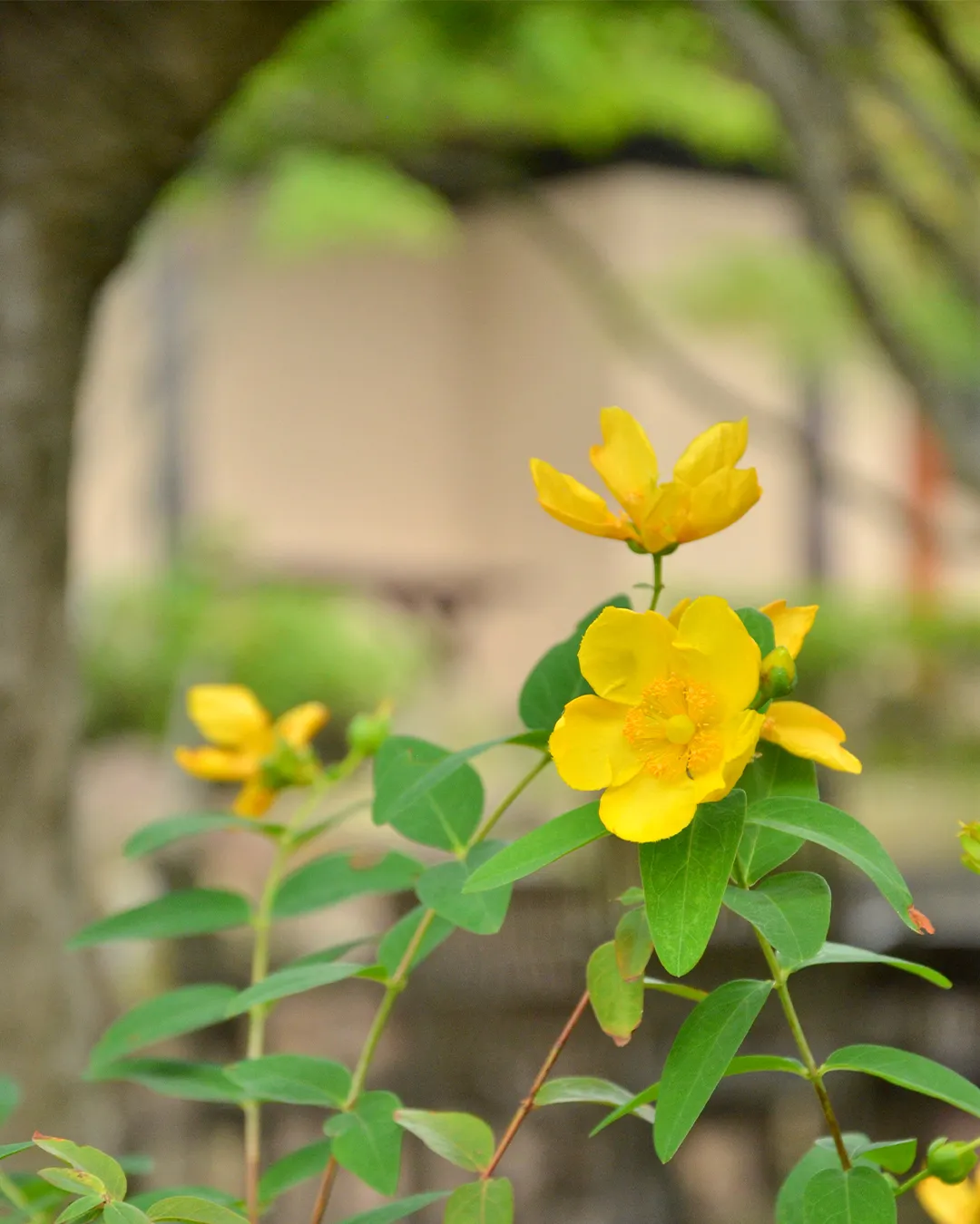 梅雨時を彩る園内の花々❁