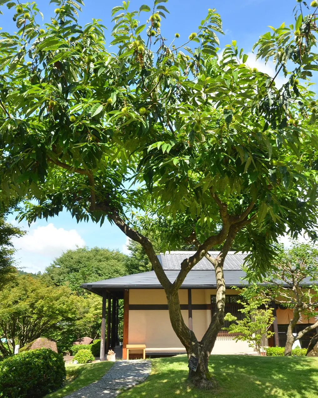 🌳銀の森の夏🌳