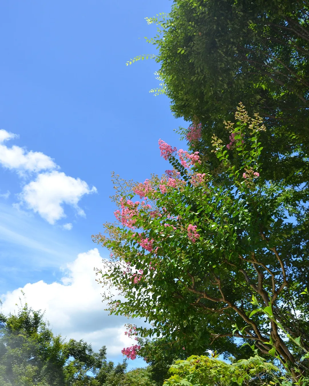 🍃GINNOMORI SUMMER初日🍃