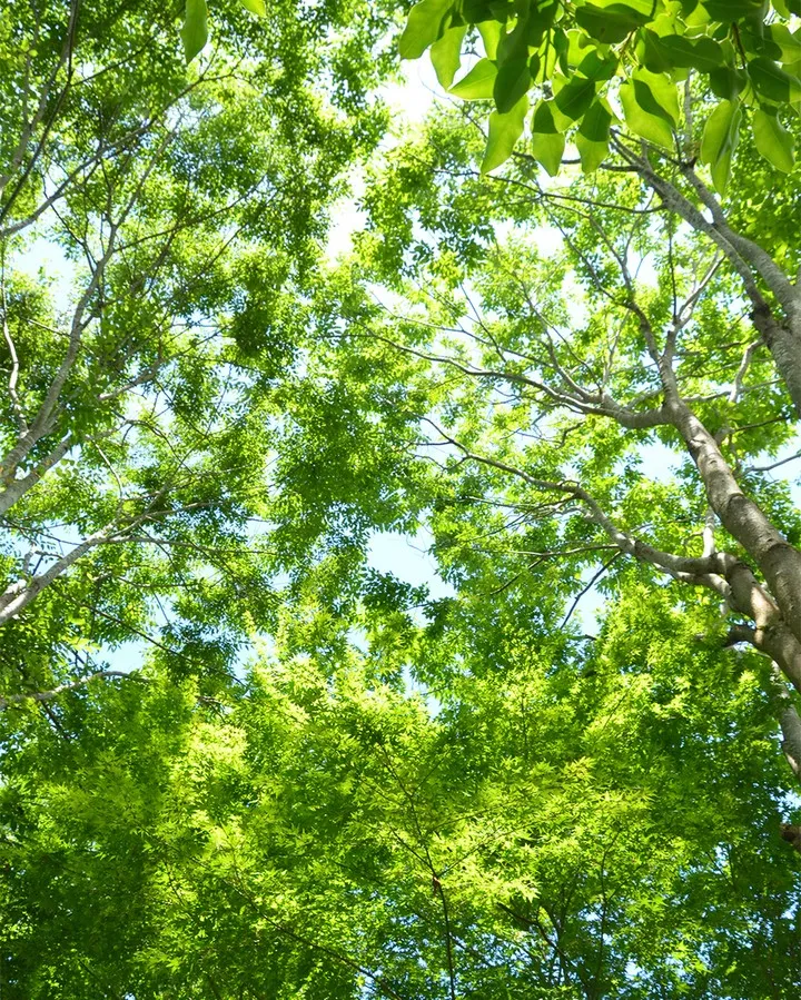 🌳銀の森の夏真っ盛り🌳