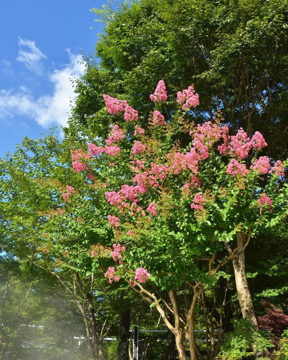 🌳銀の森の夏真っ盛り🌳