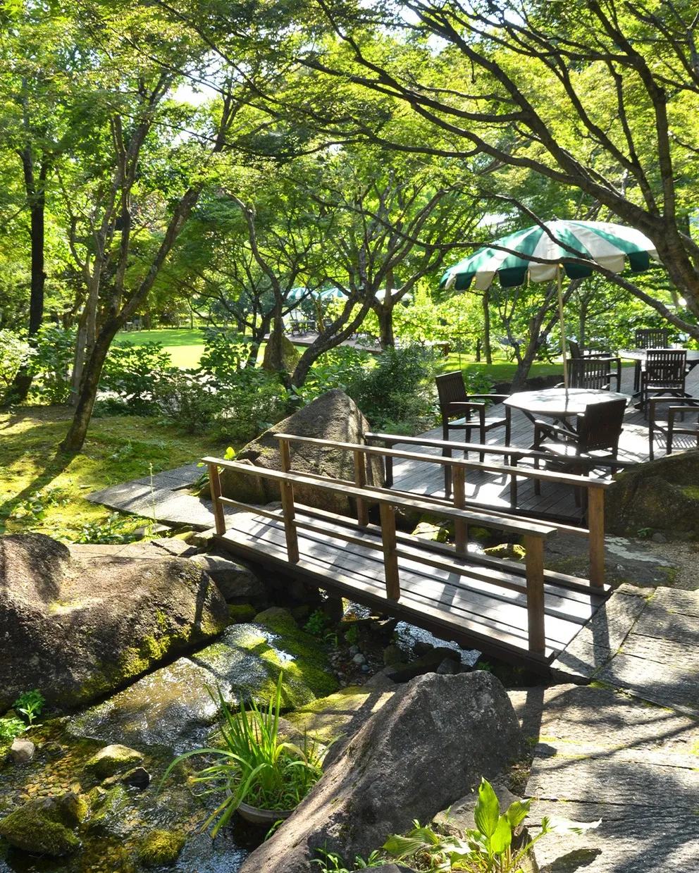 🌳銀の森の夏真っ盛り🌳