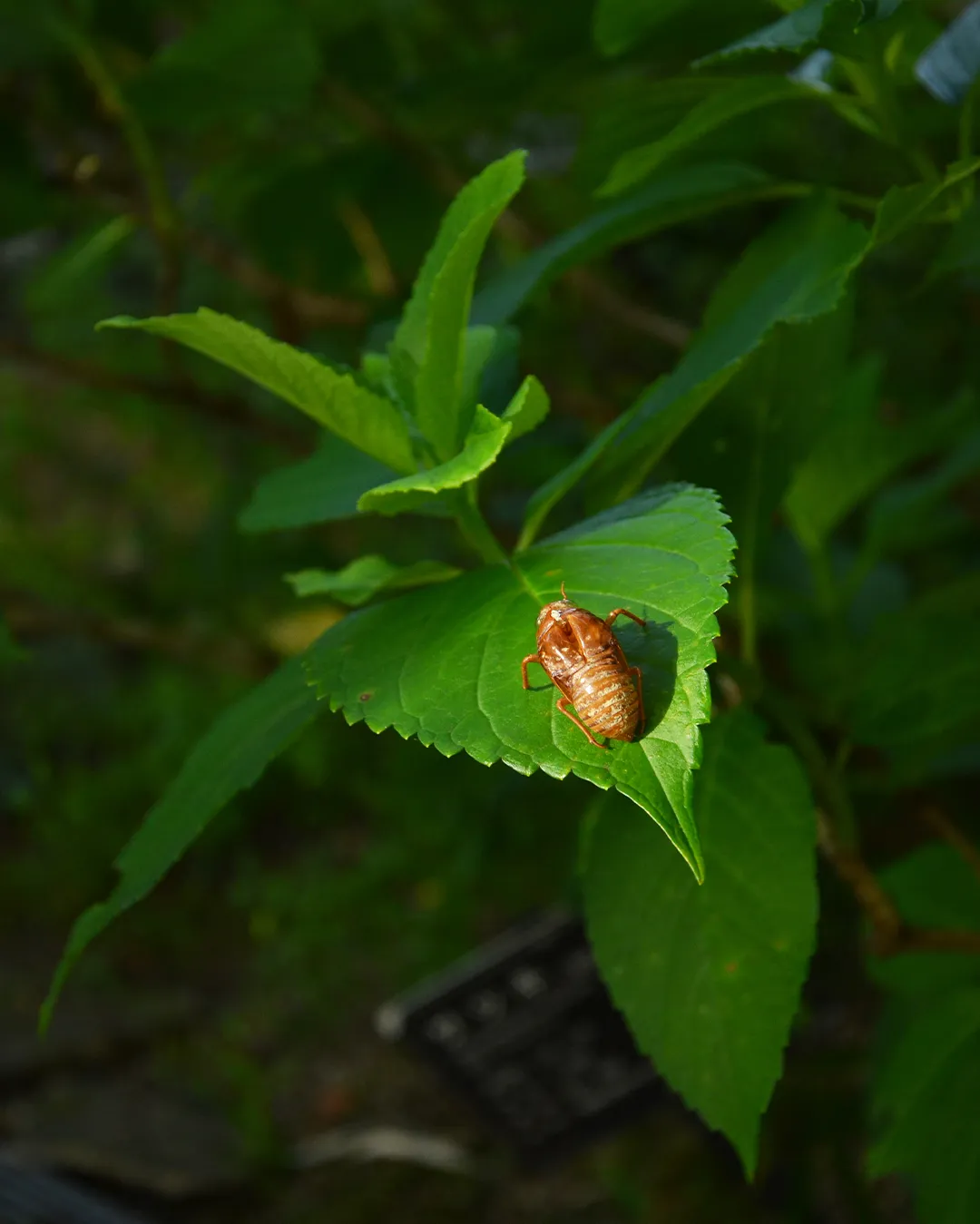 🌳銀の森の夏真っ盛り🌳