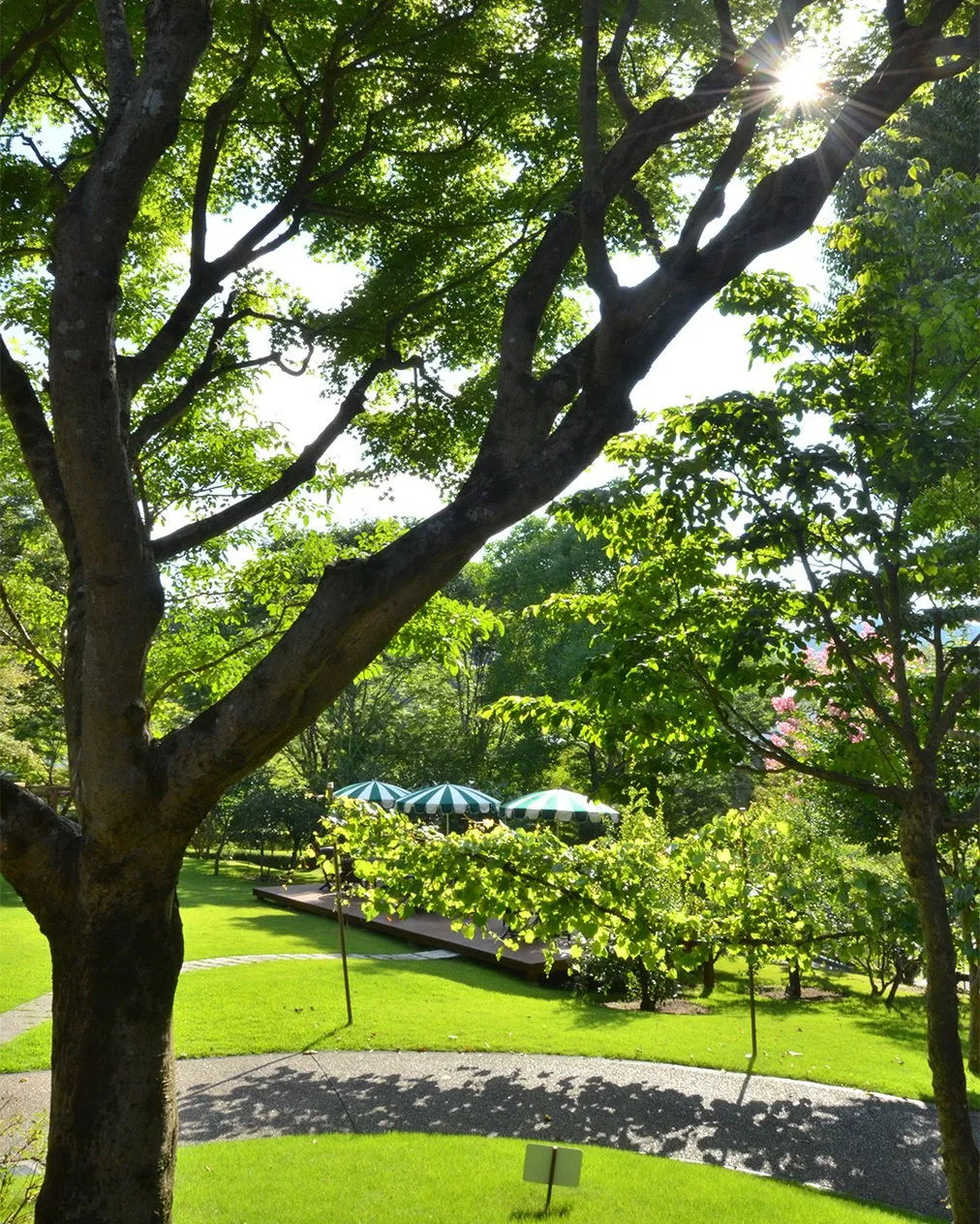 🌳銀の森の夏真っ盛り🌳