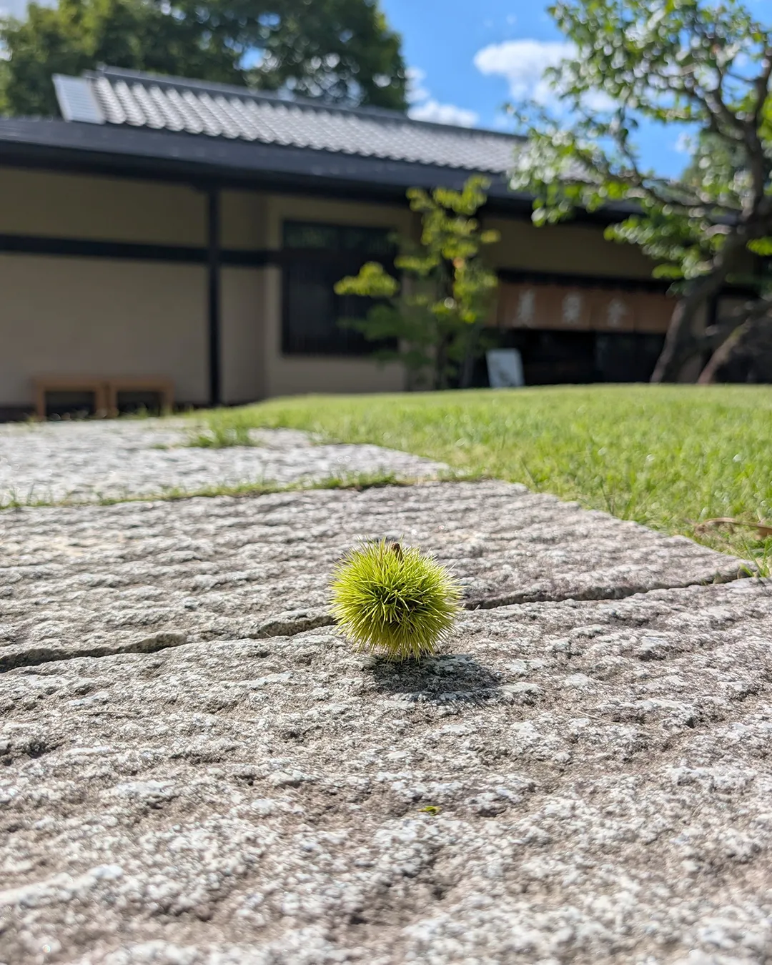 栗きんとん早期予約受付中🌰