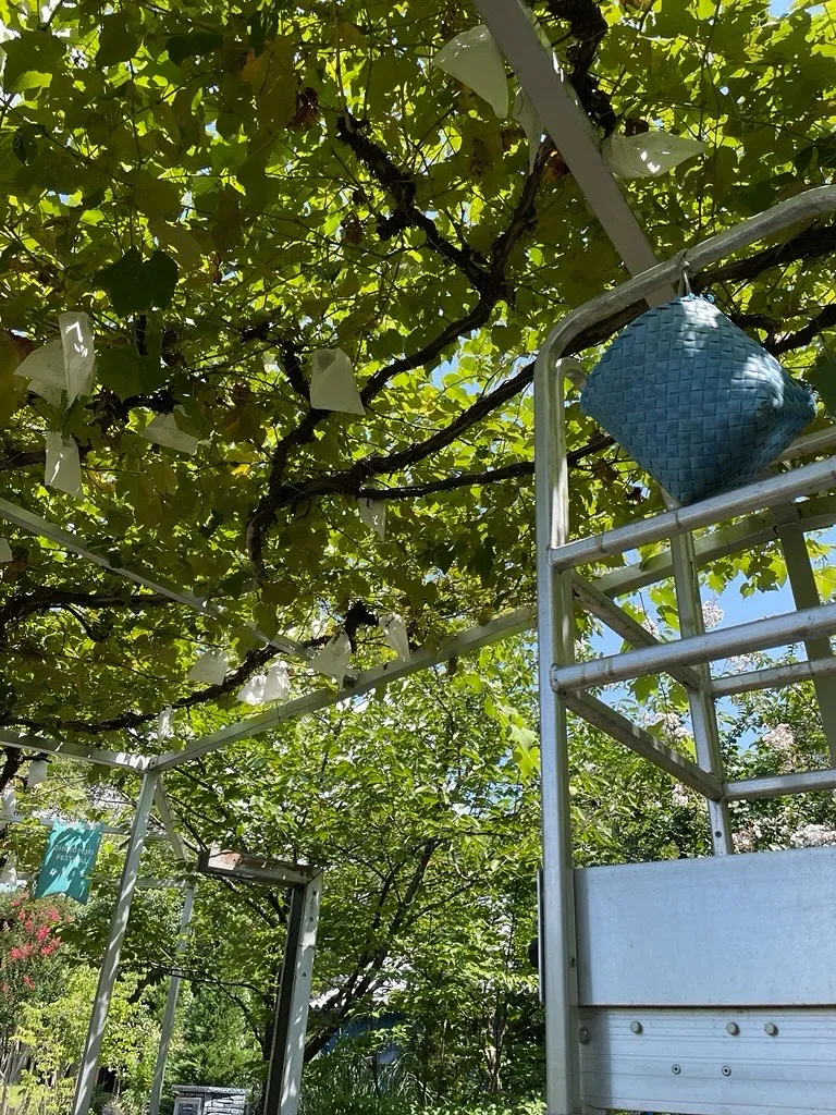 お休みの銀の森🌳