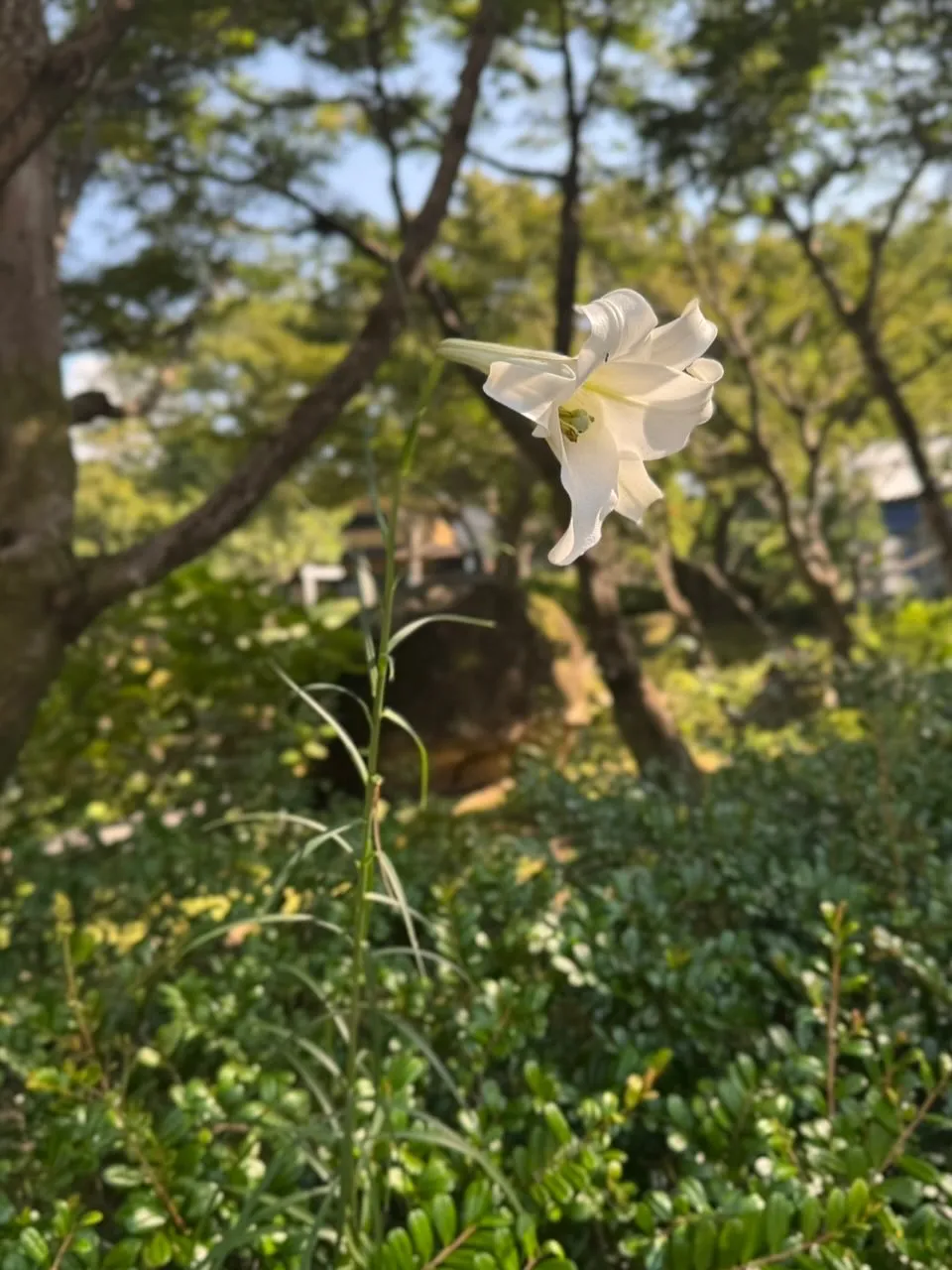 お休みの銀の森🌳