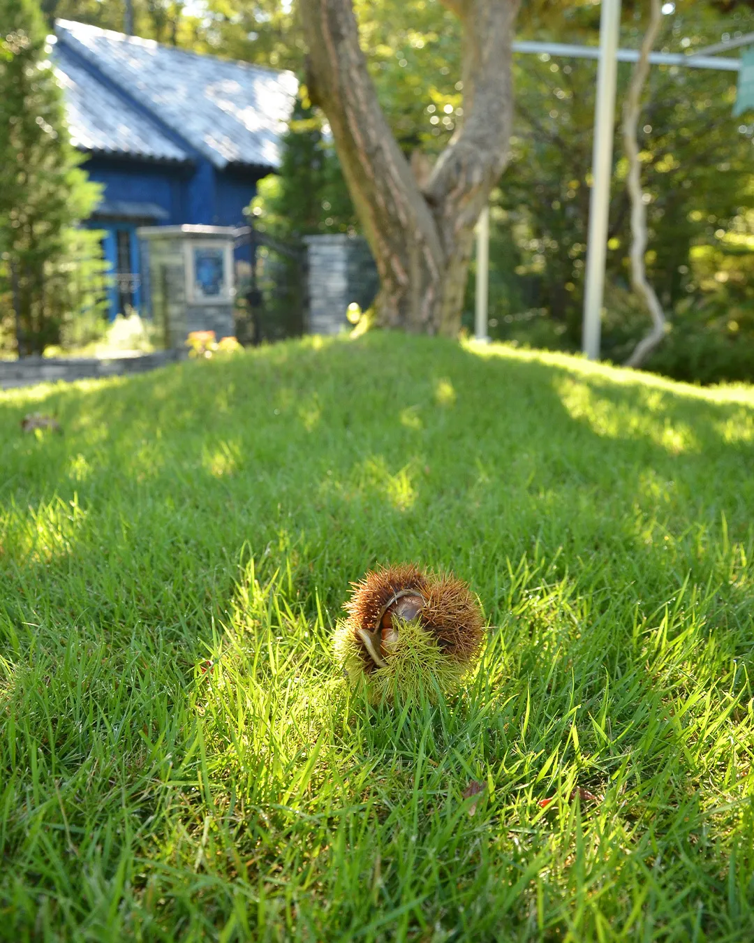 🍃夏の名残と、小さな秋のきざし🍁