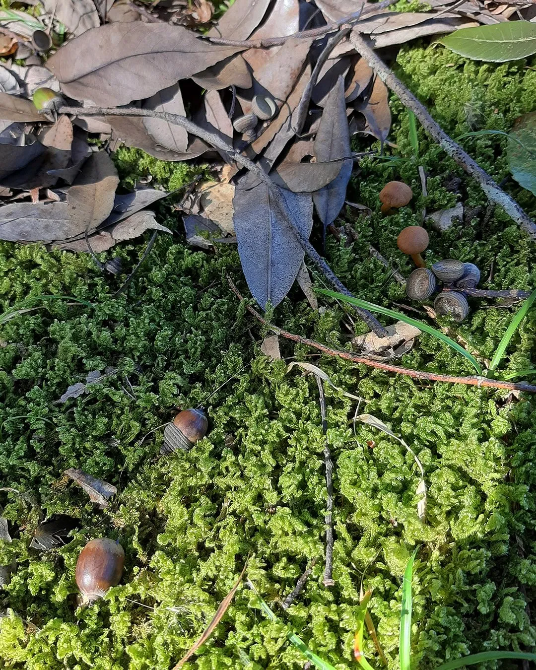 こども達とつむぐ森づくり🌳