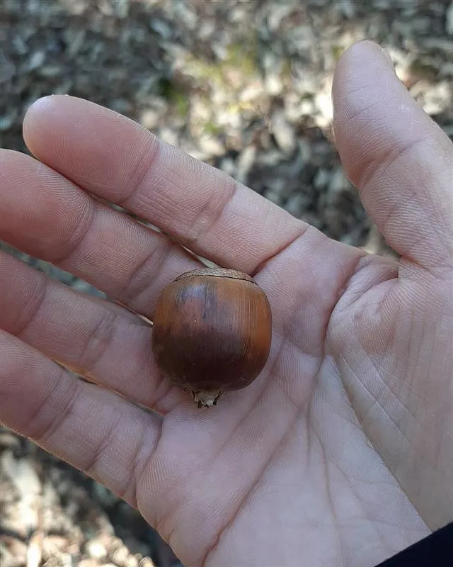 こども達とつむぐ森づくり🌳