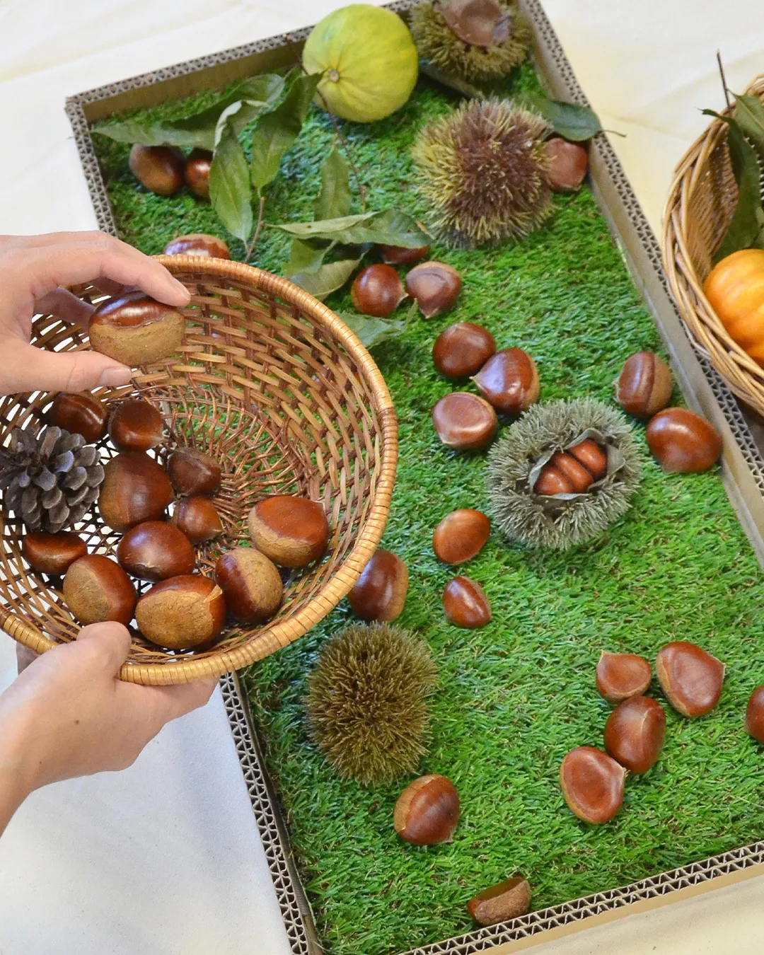 どんぐり祭で収穫の秋体験✨