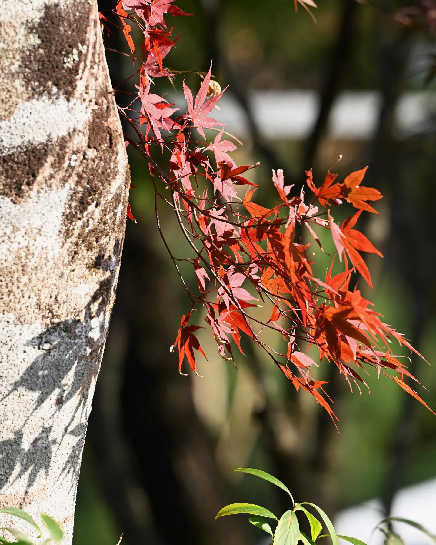 今日の銀の森🌳