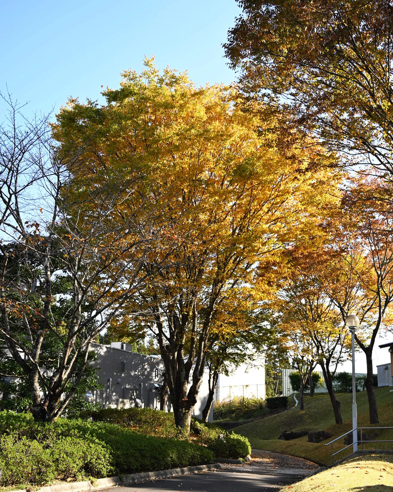 今日の銀の森🌳