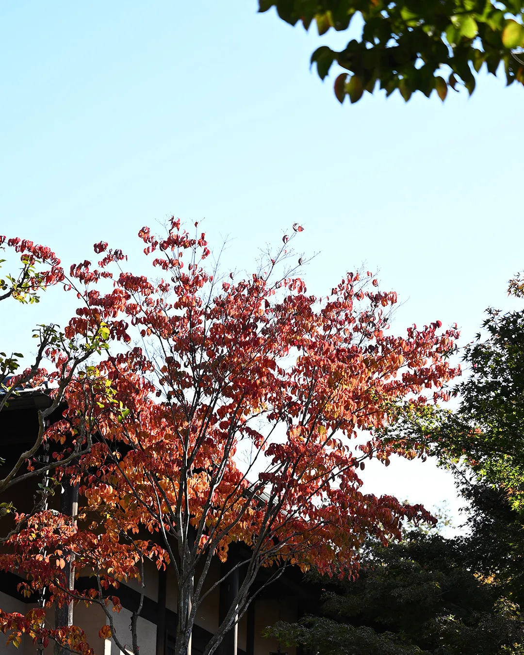 銀の森の過ごし方🌳