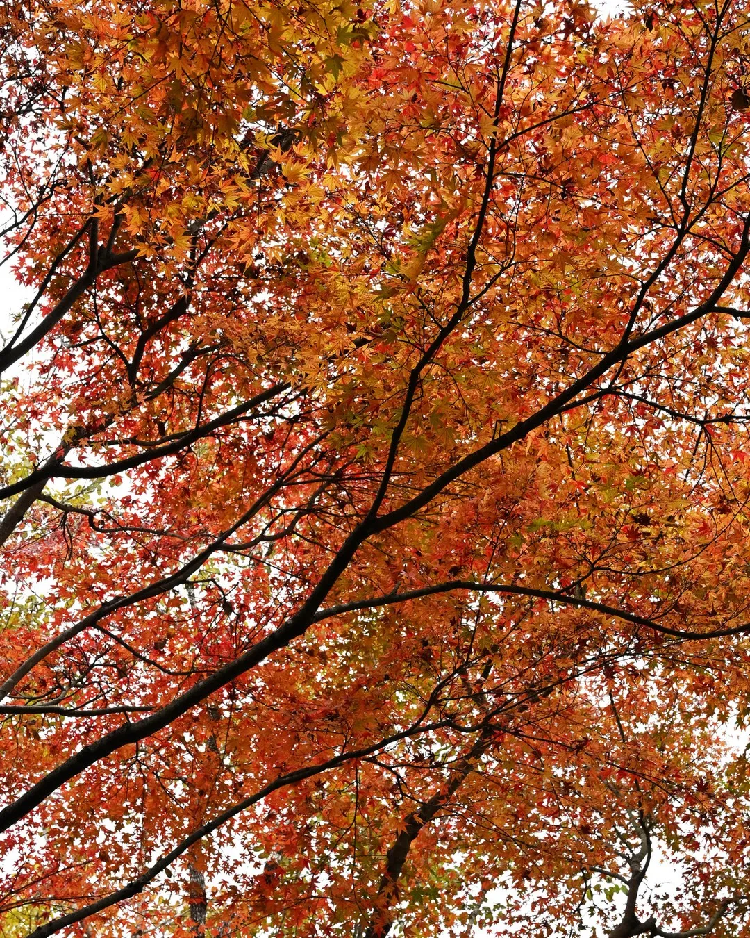 🍁今週末がもっとも見ごろ🍁