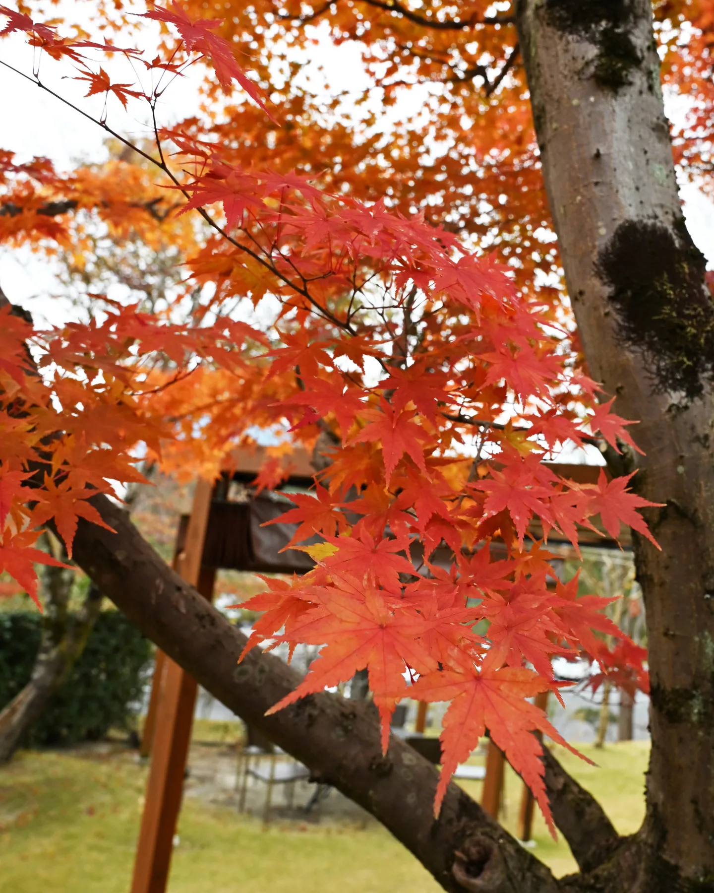 🍁今週末がもっとも見ごろ🍁