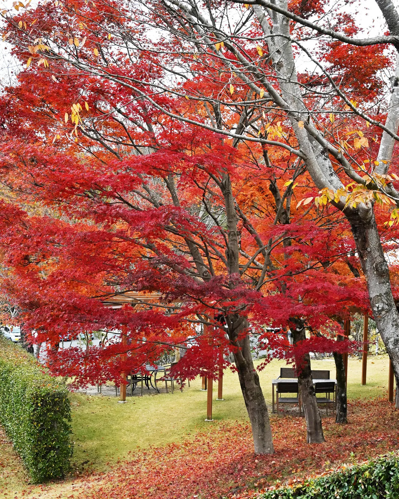 🍁今週末がもっとも見ごろ🍁