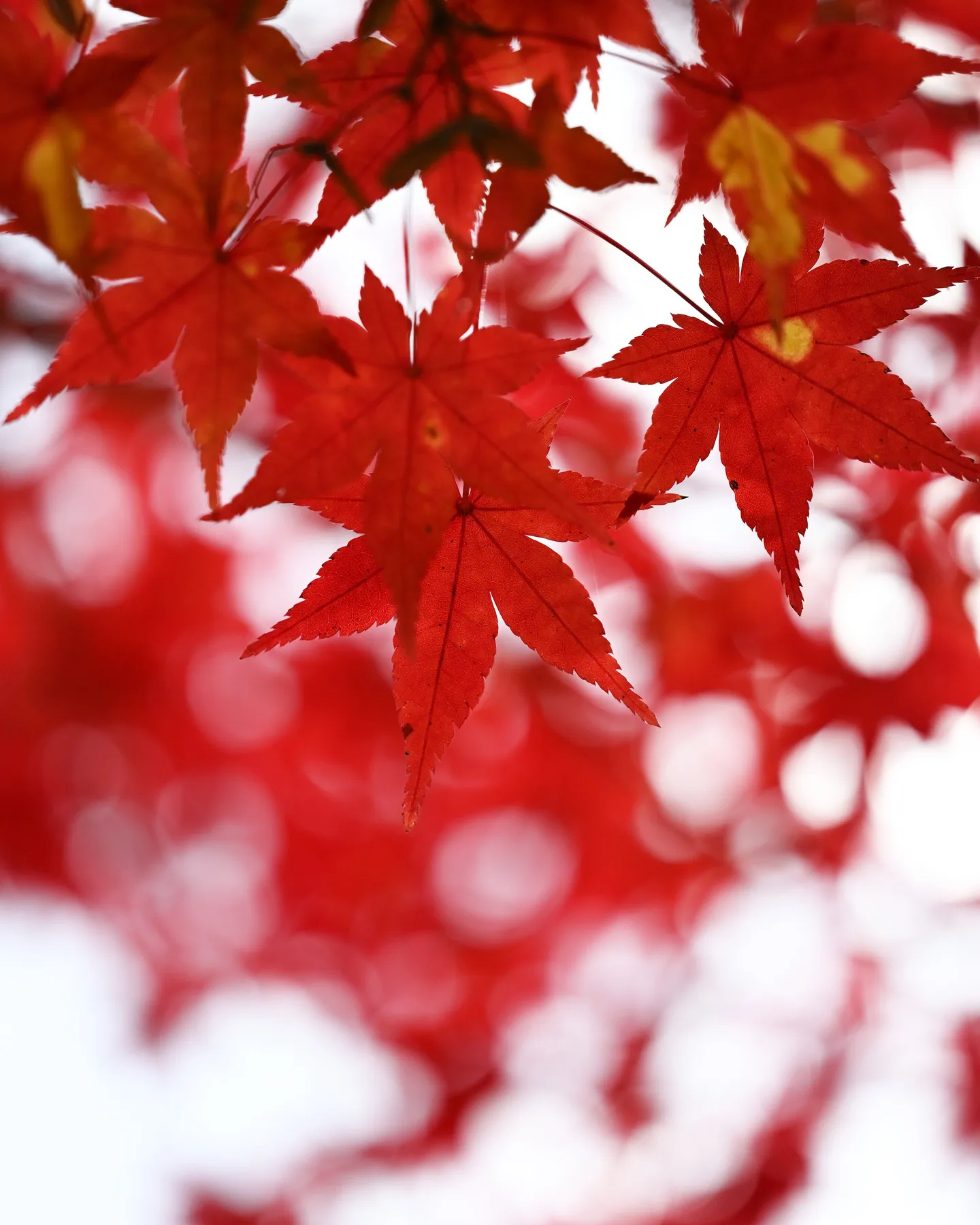 🍁今週末がもっとも見ごろ🍁