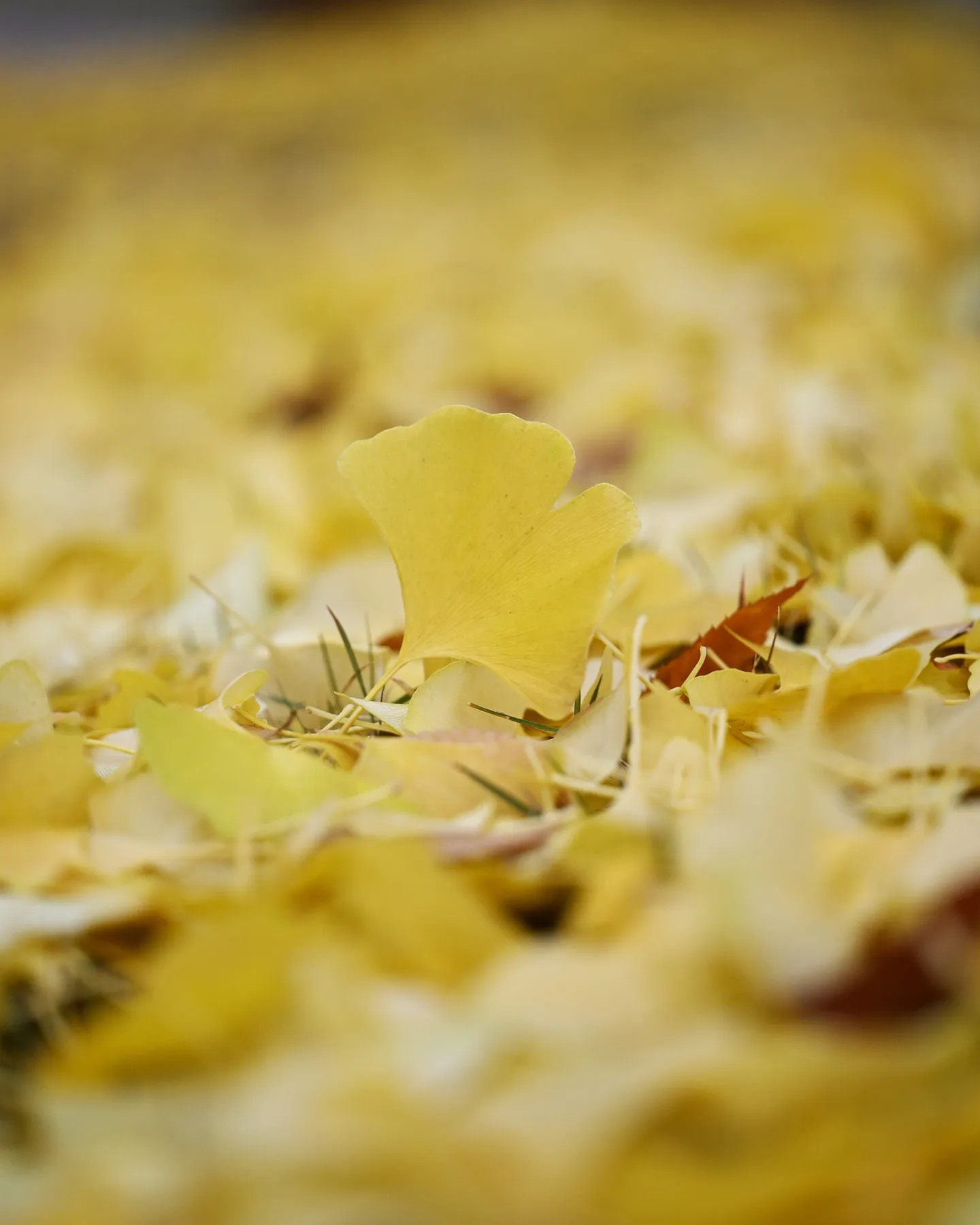 🍁今週末がもっとも見ごろ🍁