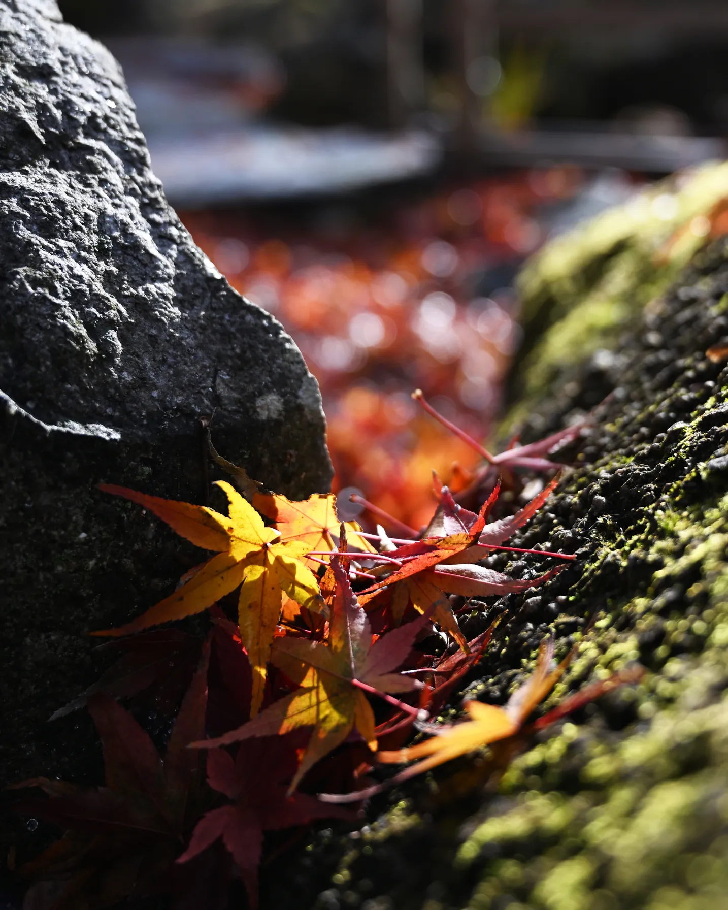 秋と冬のあいだ🍁
