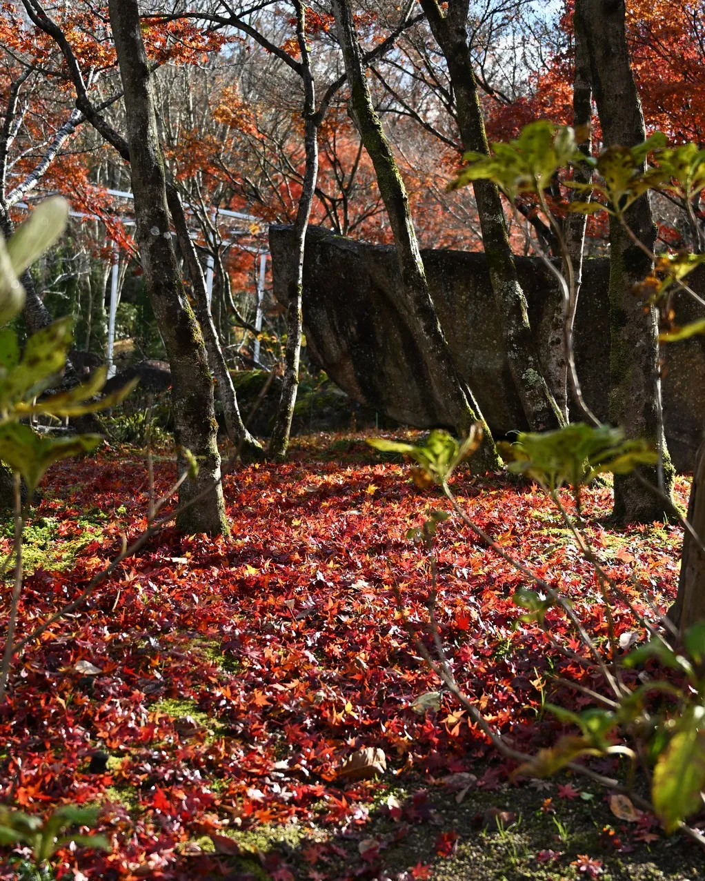 秋と冬のあいだ🍁