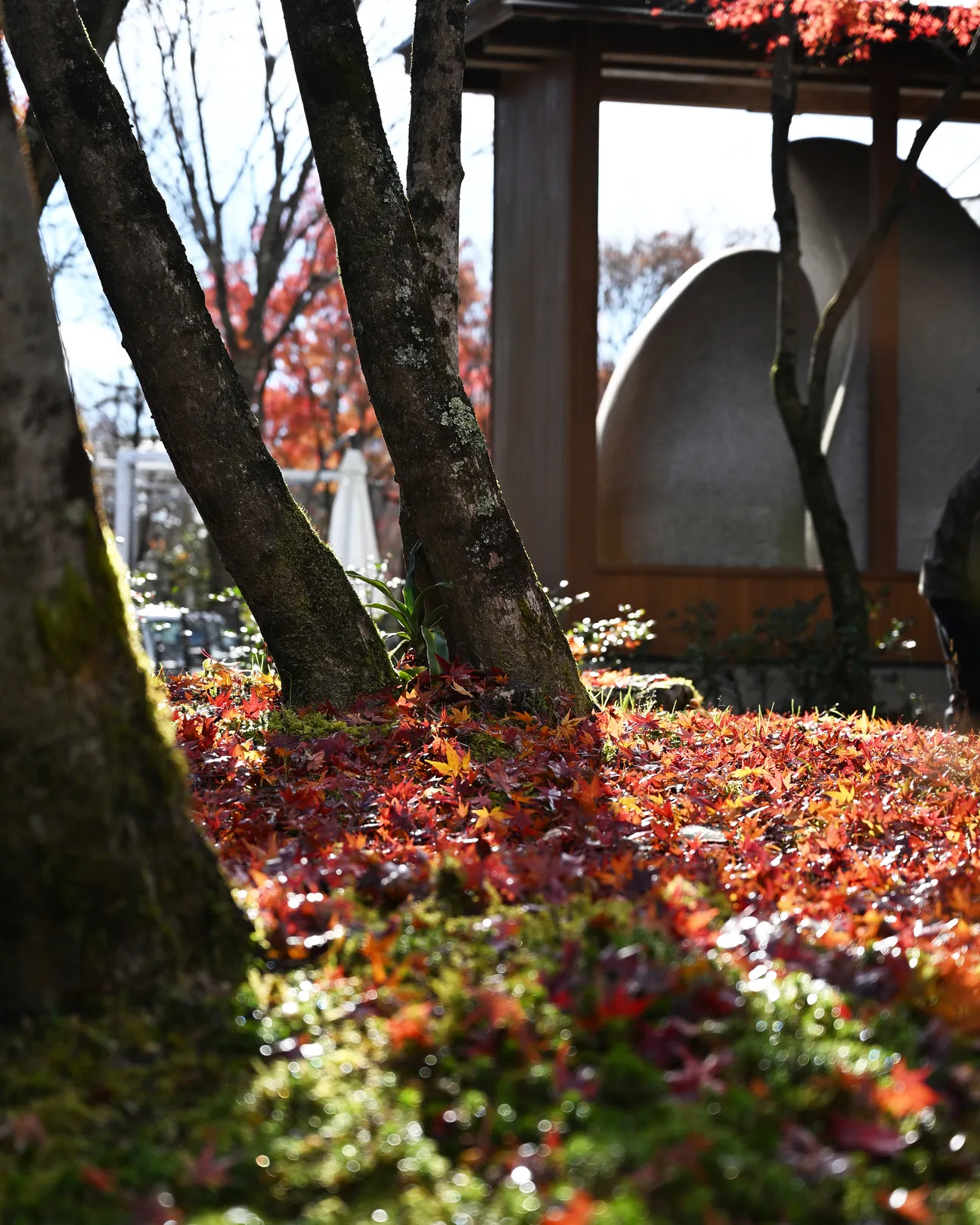 秋と冬のあいだ🍁