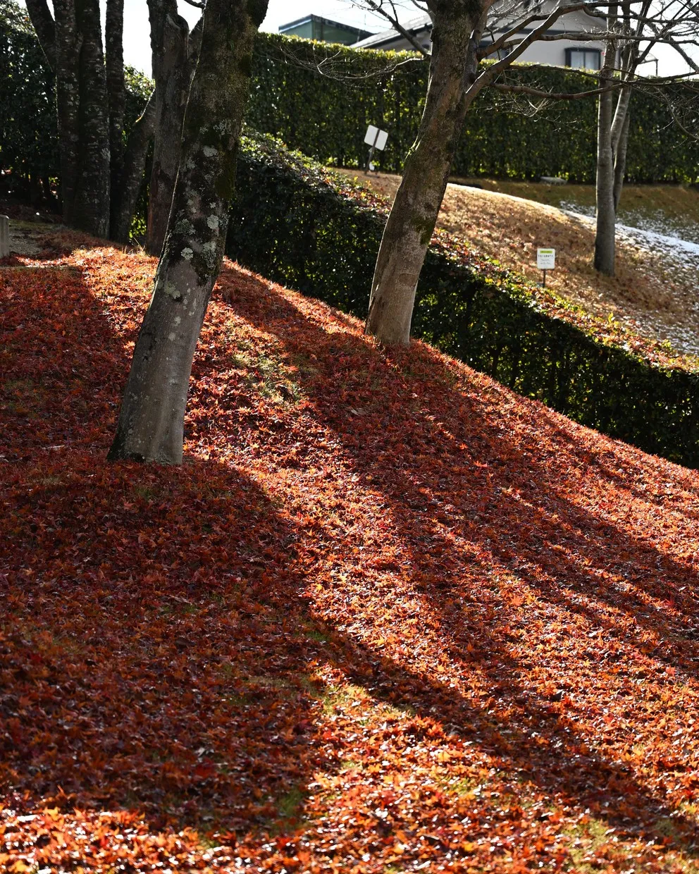 秋と冬のあいだ🍁