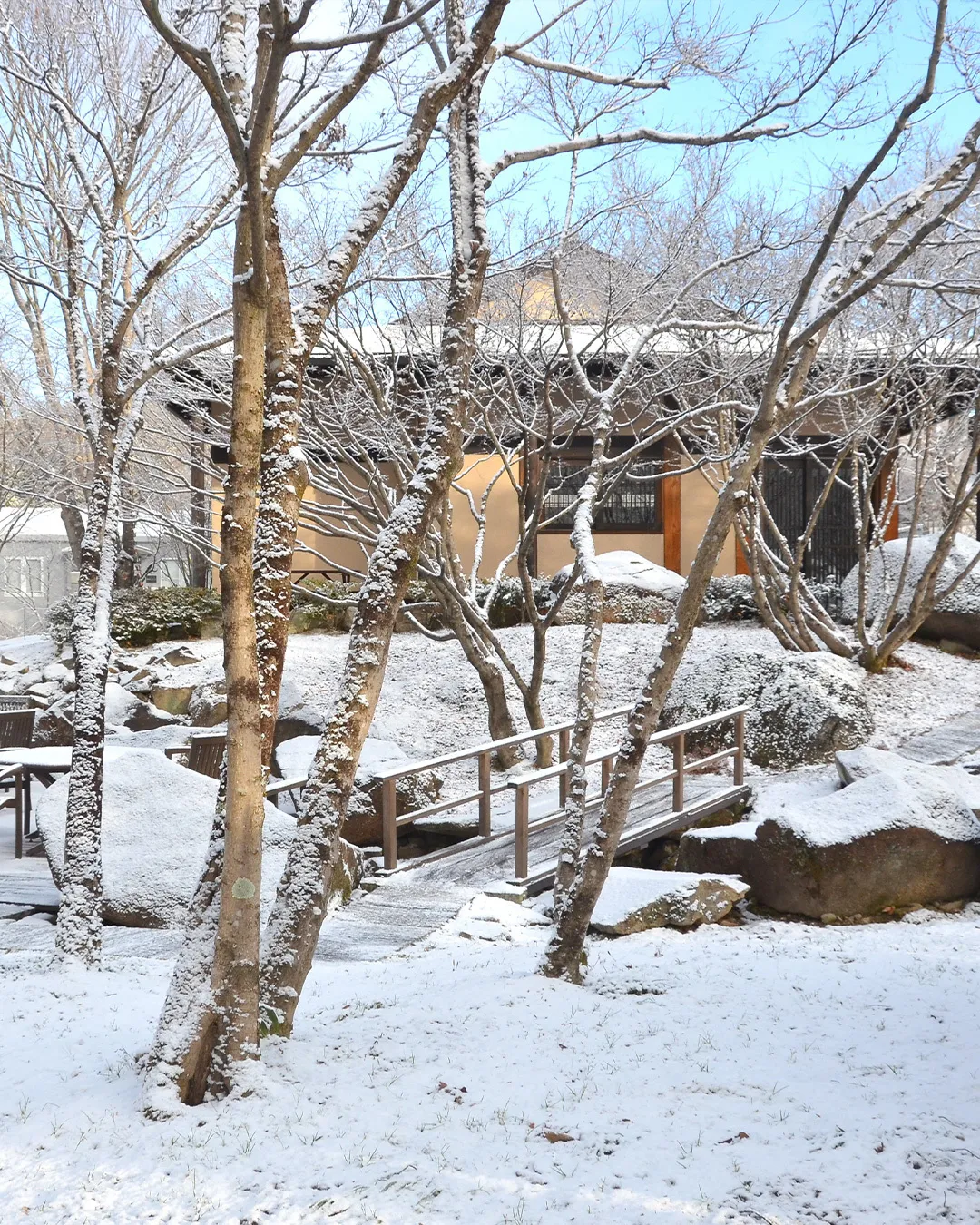 銀世界の銀の森☃️