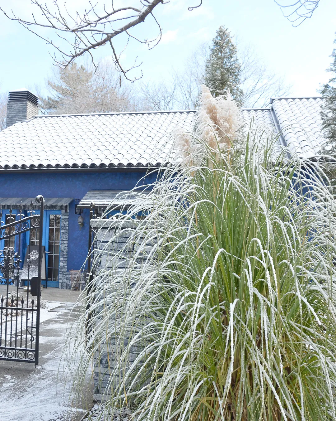 銀世界の銀の森☃️