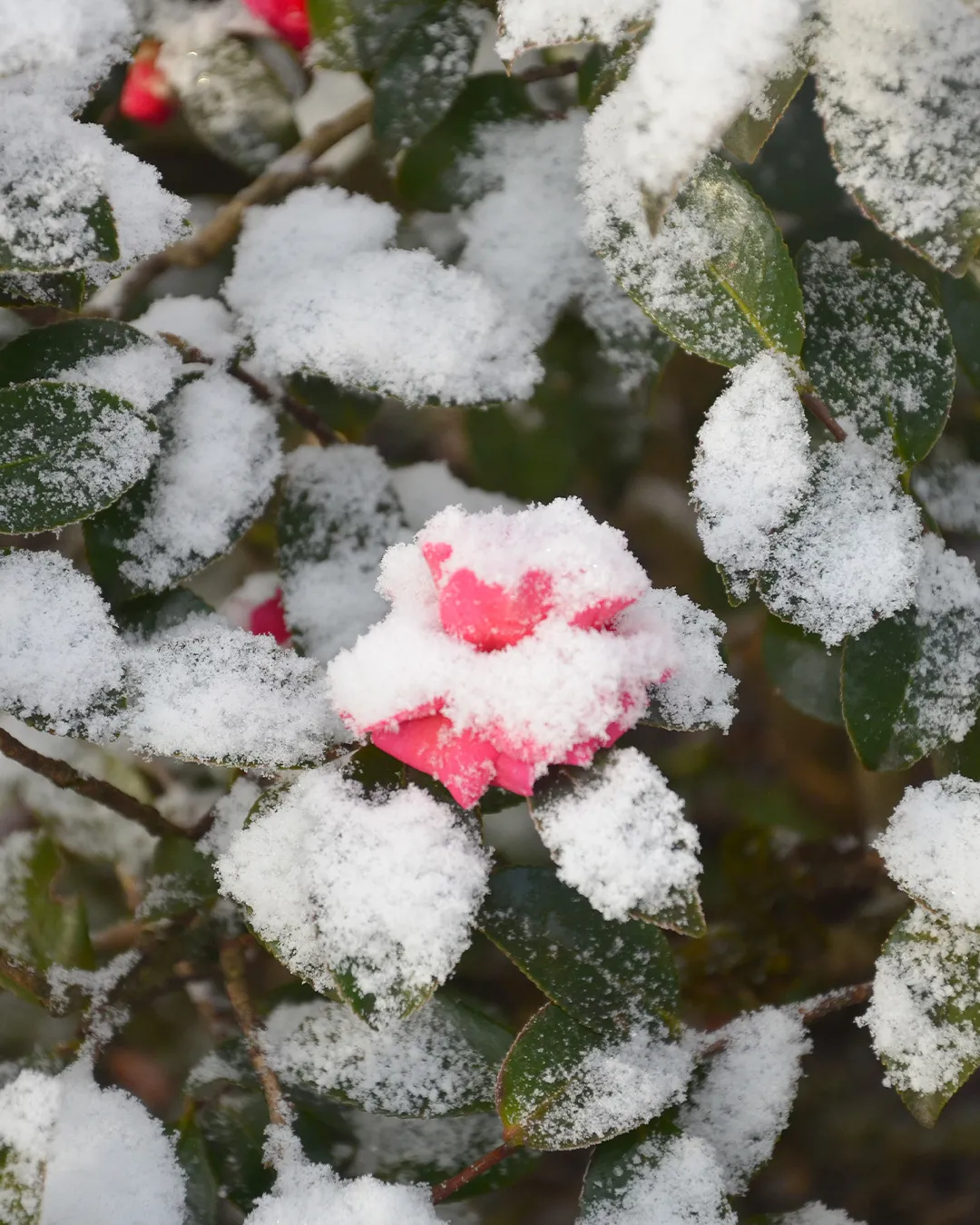 銀世界の銀の森☃️