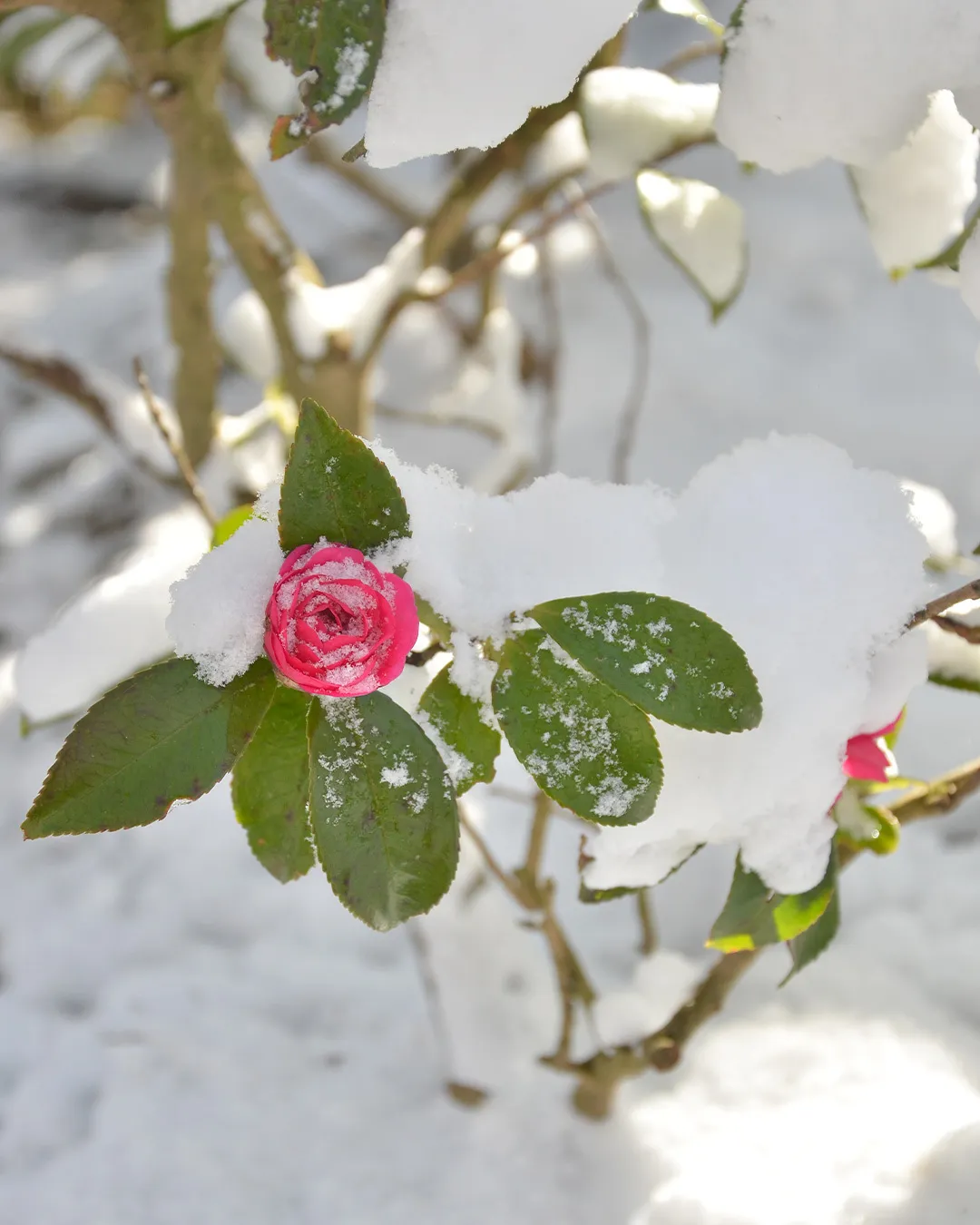 白銀の森、小さな芽吹き。